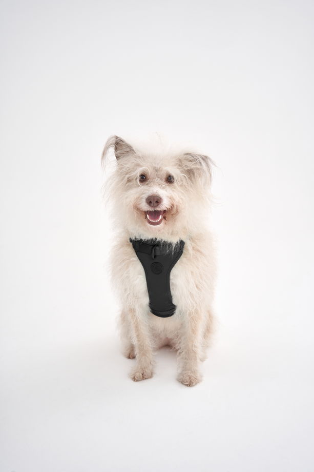Воздушная шлейка для собак средних пород в цвете "Дикий черный", размер М