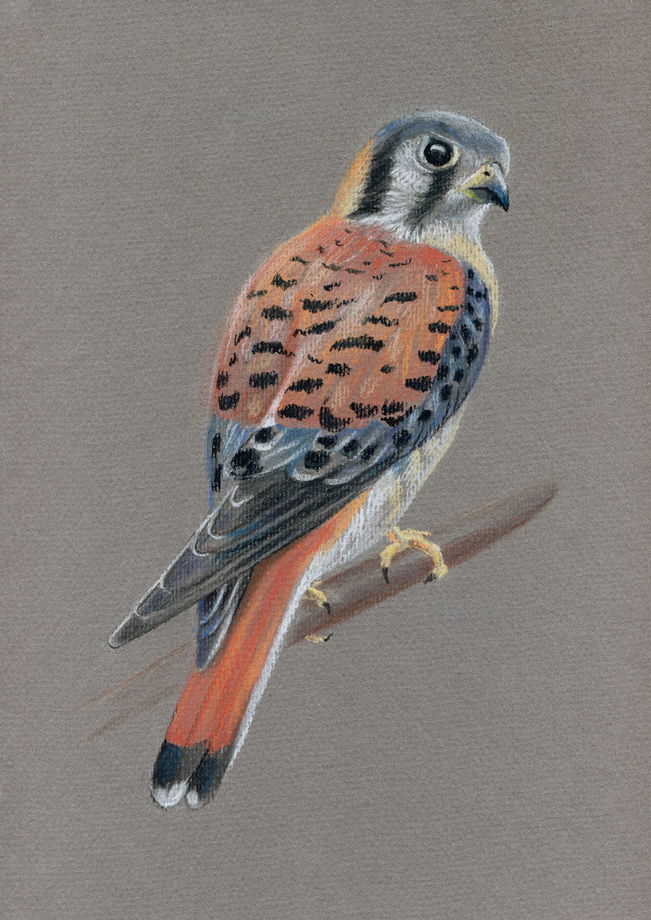 Картина рисунок пастелью птица на сером фоне А4 графика